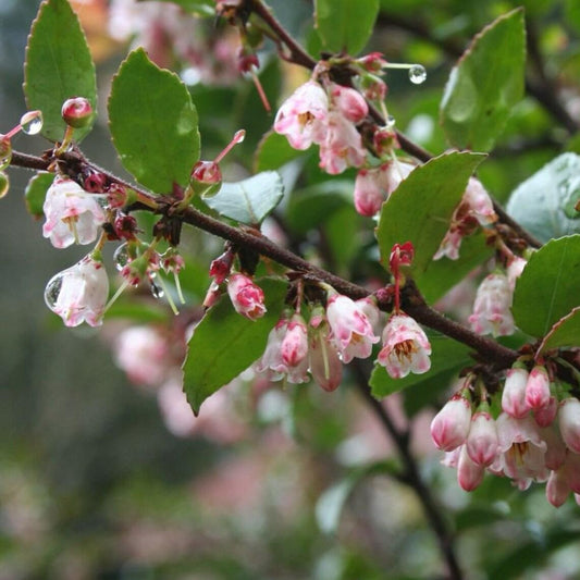 20 Organic Big Huckleberry Plant  - Vaccinium Membranaceum Seeds - Seed World