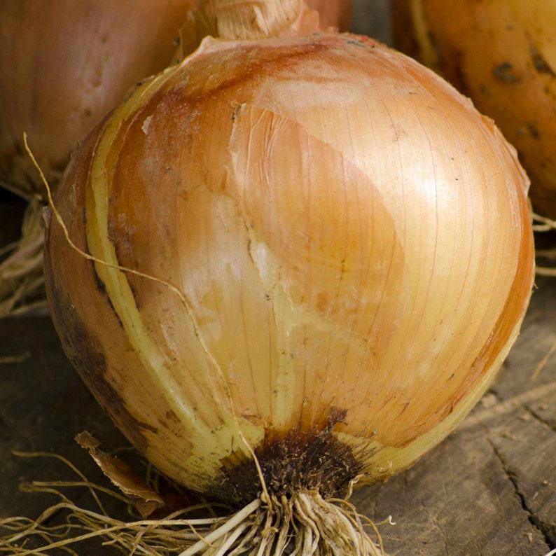 100 Giant onion Seeds - Seed World