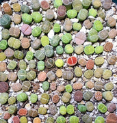 50 Lithops Seeds - Mix - Seed World