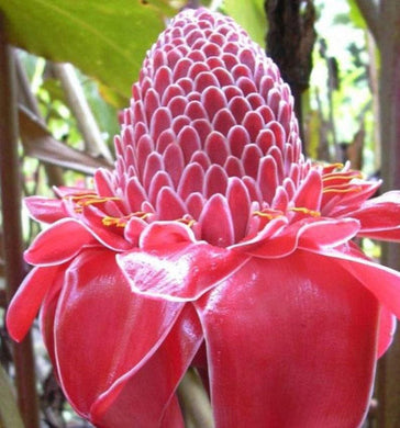 20 Pink Torch Ginger Seeds - Seed World