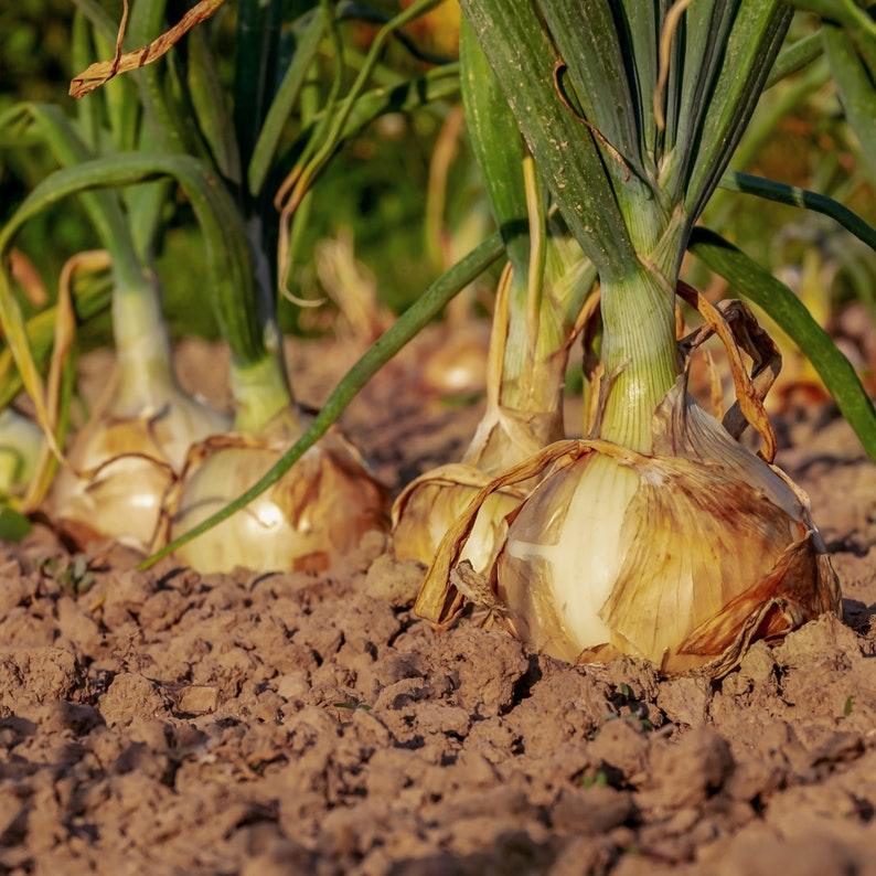 100 Giant onion Seeds - Seed World