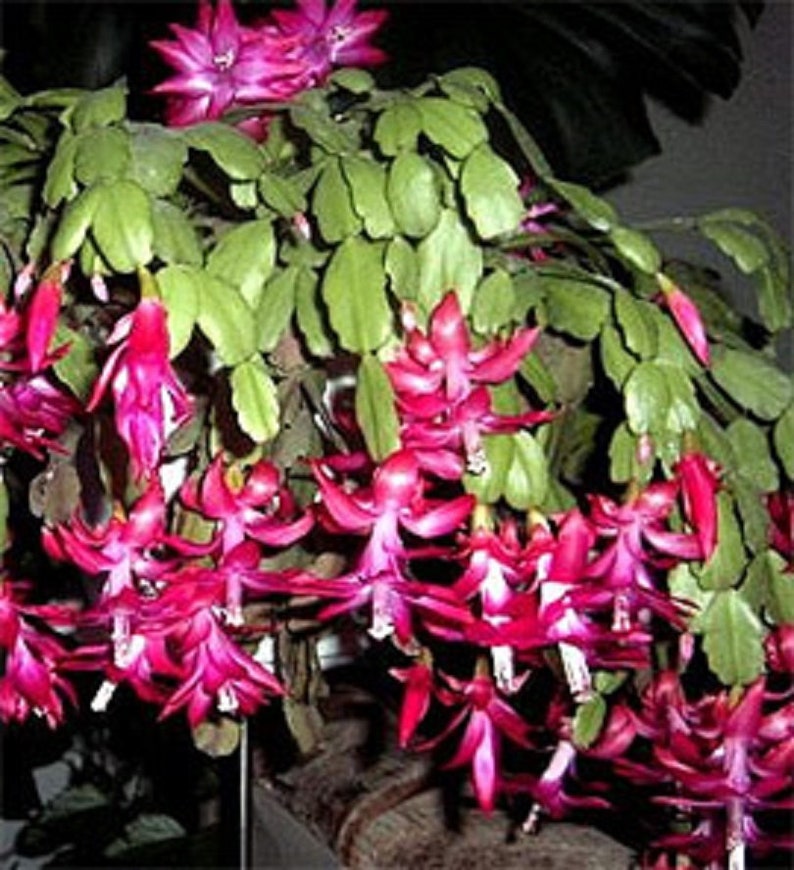 25 Christmas Cactus Seeds - Thanksgiving Cactus
