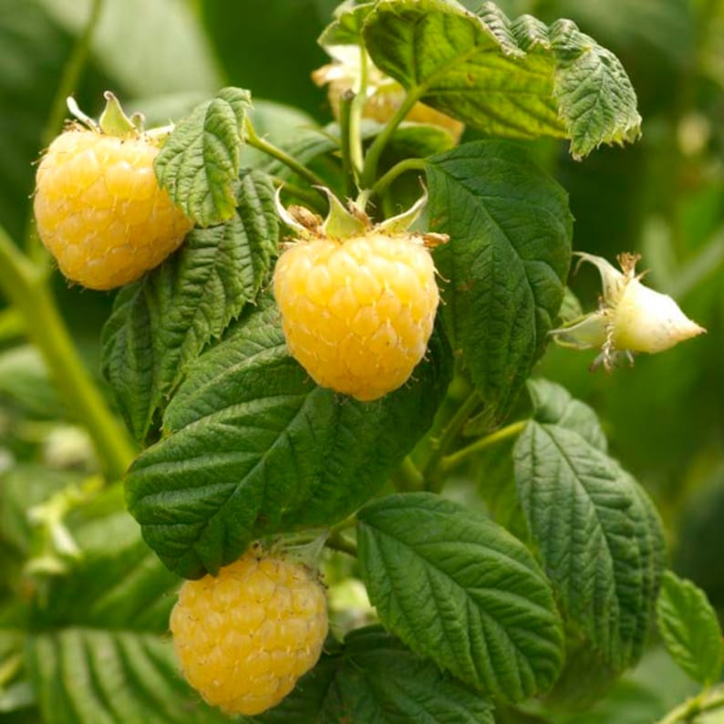 Golden Raspberry Seeds – Homegrown Yellow Raspberries