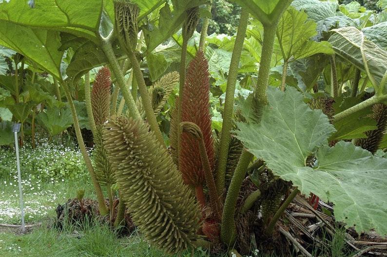 20 Gunnera Manicata - Giant Rhubarb Seeds - Seed World