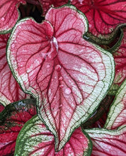 Florida Sweetheart Caladium - 2 Bulbs