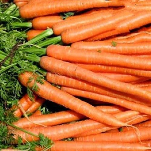 Imperator Carrot Seeds - Seed World