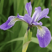 Iris seeds - Heirloom Tectorum Perennial Flower - Seed World