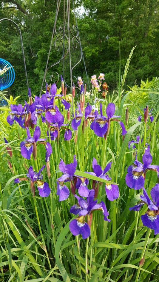 Iris seeds - Heirloom Tectorum Perennial Flower - Seed World