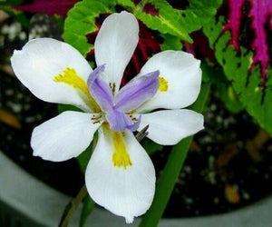 Iris seeds - Heirloom Tectorum Perennial Flower - Seed World