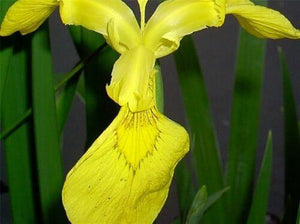Iris seeds - Heirloom Tectorum Perennial Flower - Seed World