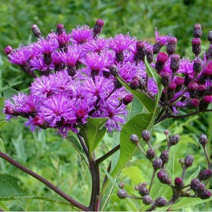 Ironweed Seeds (Vernonia fasciculata) – Native Purple Wildflower - Seed World