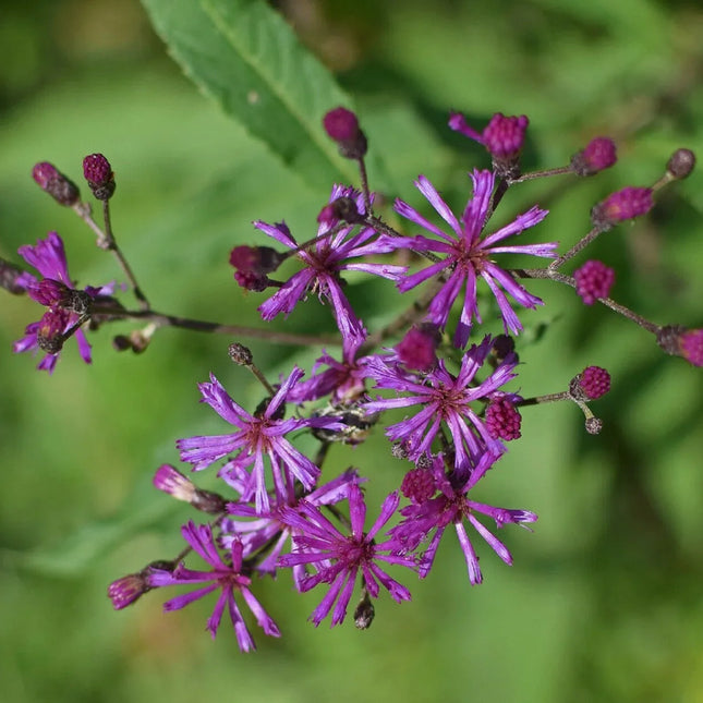 Ironweed Seeds (Vernonia fasciculata) – Native Purple Wildflower - Seed World