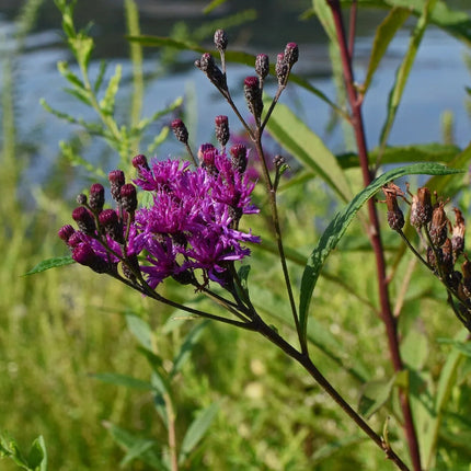 Ironweed Seeds (Vernonia fasciculata) – Native Purple Wildflower - Seed World