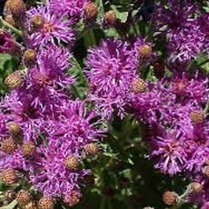 Ironweed Seeds (Vernonia fasciculata) – Native Purple Wildflower - Seed World