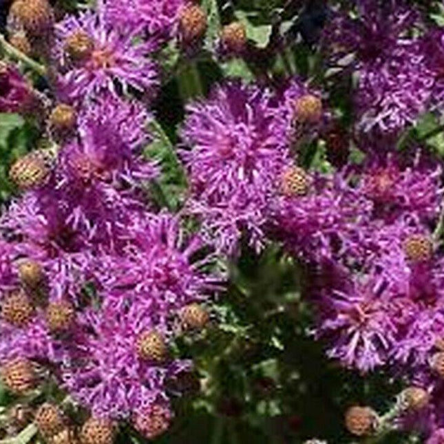Ironweed Seeds (Vernonia fasciculata) – Native Purple Wildflower - Seed World
