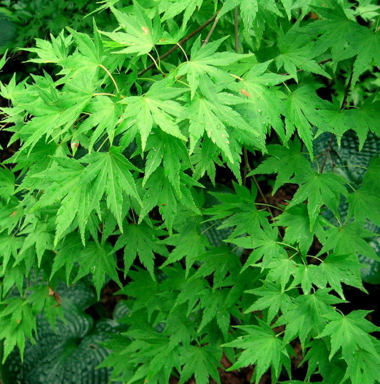 Japanese Maple Tree Seeds - Seed World