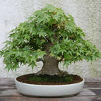 Acer palmatum - 25 seeds