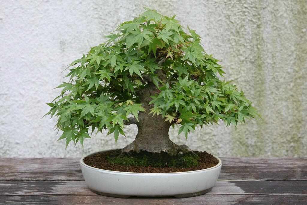 Japanese Maple Tree Seeds – Acer palmatum - Seed World