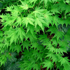 Acer palmatum B - 20 seeds