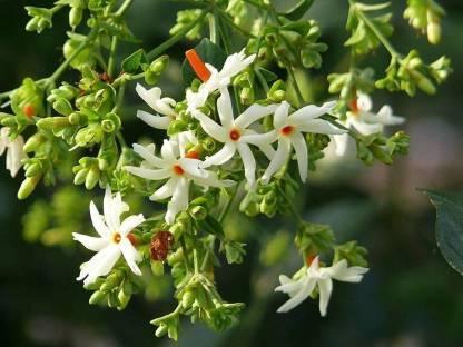 jasmine flower seeds 25 Star Jasmine Seeds