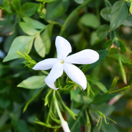 Jasmine Flower Seeds - Seed World