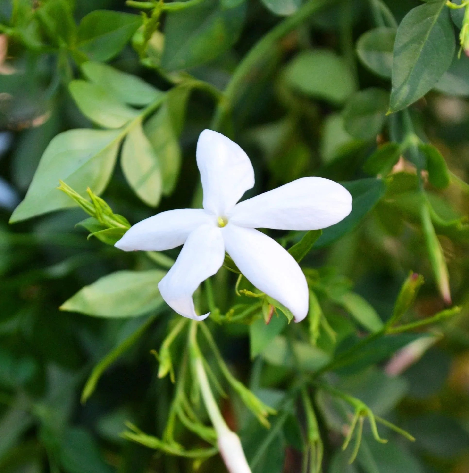 arabian jasmine flower seeds 25 Star Jasmine Seeds