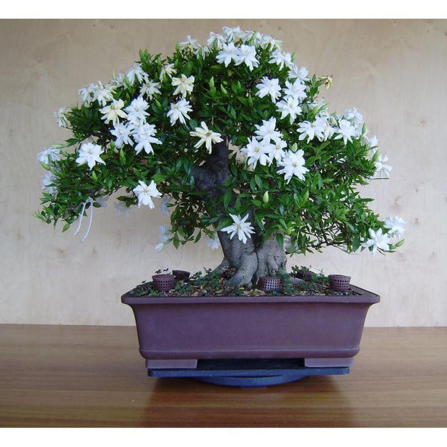 Jasmine Flower Seeds - Seed World