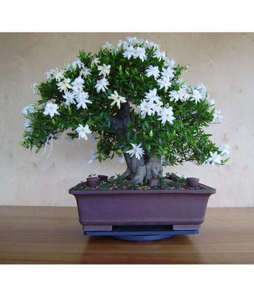 25 Star Jasmine Seeds