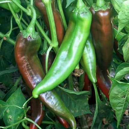 Joe E. Parker Chili Pepper Seeds - Seed World