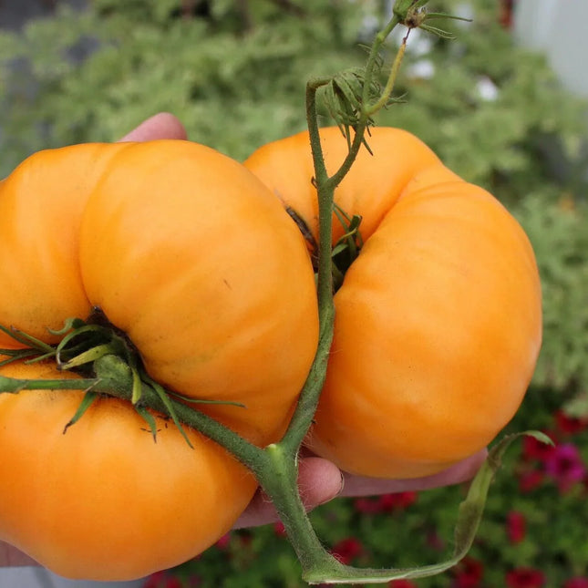 Kellogg's Breakfast Tomato Seeds - Seed World