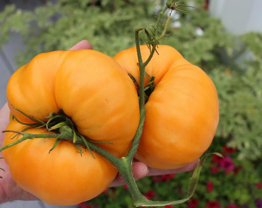 Kellogg's Breakfast Tomato Seeds - Seed World