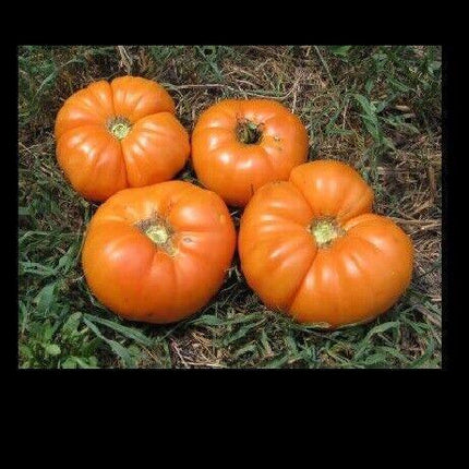 Kellogg's Breakfast Tomato Seeds - Seed World