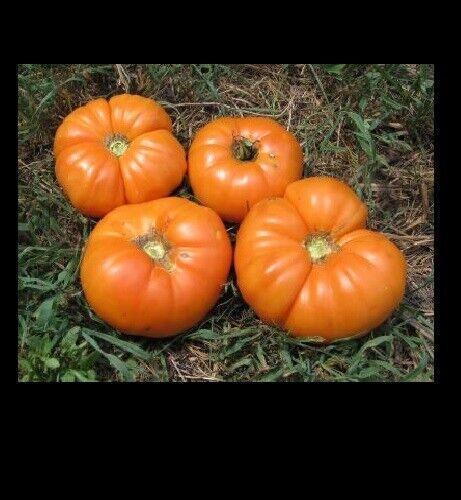 Kellogg's Breakfast Tomato Seeds - Seed World