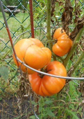 Kellogg's Breakfast Tomato Seeds - Seed World