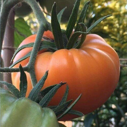 Kellogg's Breakfast Tomato Seeds - Seed World