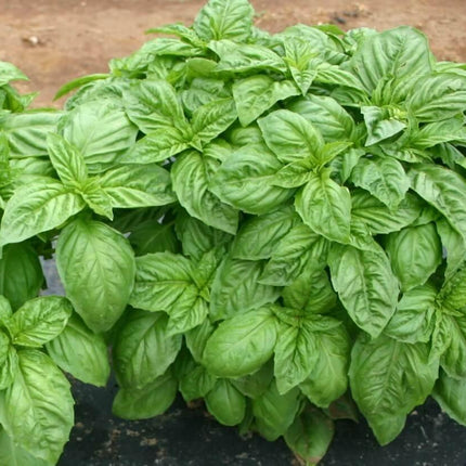 Large Leaf Italian Basil Seeds - Seed World