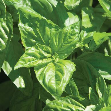 Large Leaf Italian Basil Seeds - Seed World