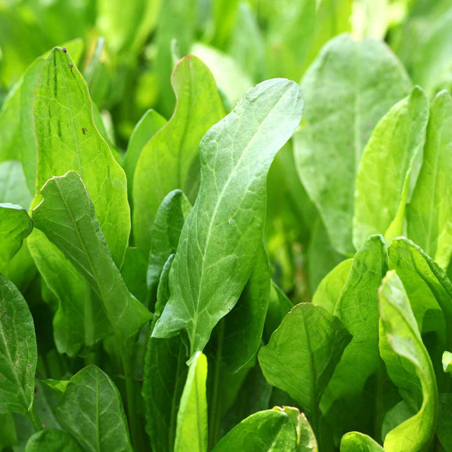 Large Leaf Sorrel Seeds – 1,500 Lemon-Zest Leaves | Cold-Hardy Perennial - Seed World