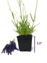 Lavender Live plant Phenomenal - Seed World