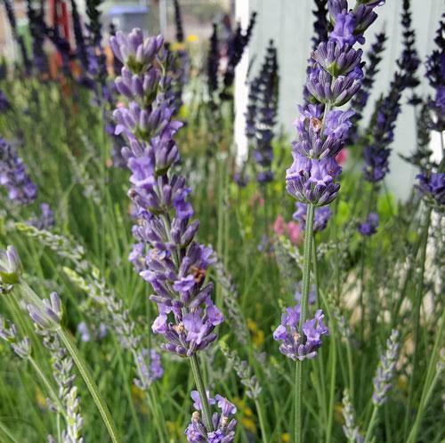 Lavender 'Phenomenal' Live Plant – 3.5” Pot - Seed World