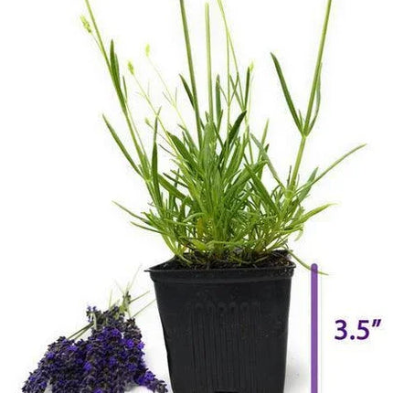Lavender 'Phenomenal' Live Plant – 3.5” Pot - Seed World