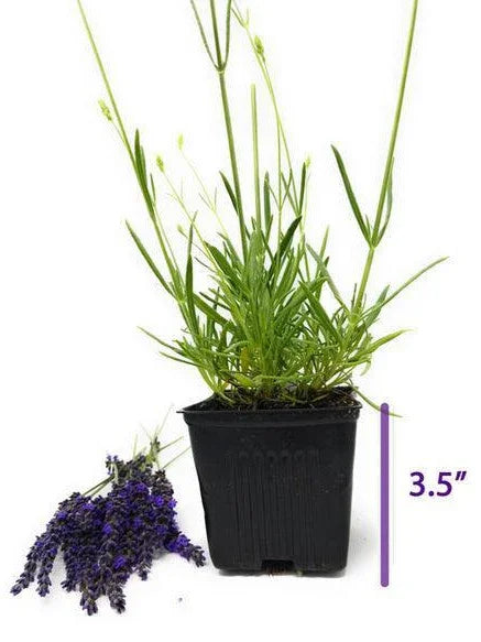 Lavender 'Phenomenal' Live Plant – 3.5” Pot - Seed World