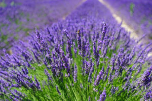 Lavender Seeds | NON-GMO - Seed World