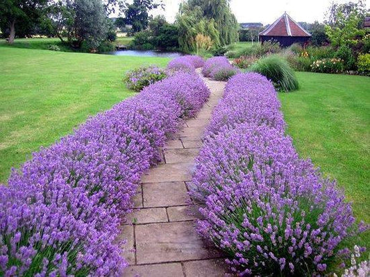 Lavender Seeds | NON-GMO - Seed World