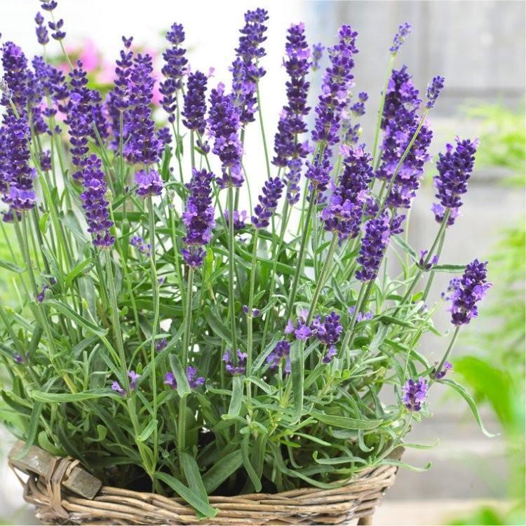Lavender Seeds | NON-GMO - Seed World