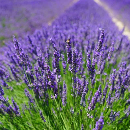 Lavender Seeds | NON-GMO - Seed World