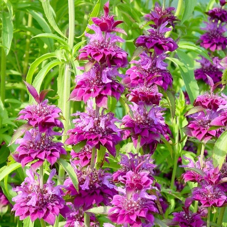 Lemon Mint Seeds – Monarda Citriodora - Seed World