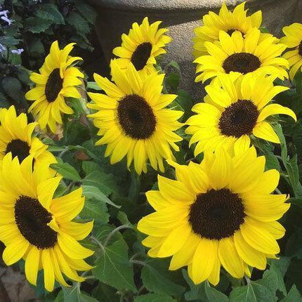 Lemon Queen Sunflower Seeds - Seed World