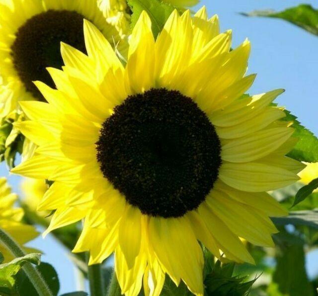 Lemon Queen Sunflower Seeds - Seed World