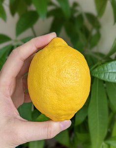 Lemon Tree Seedlings - Eureka "Four Seasons" (Quatre Saisons) - Starter Plugs - Seed World